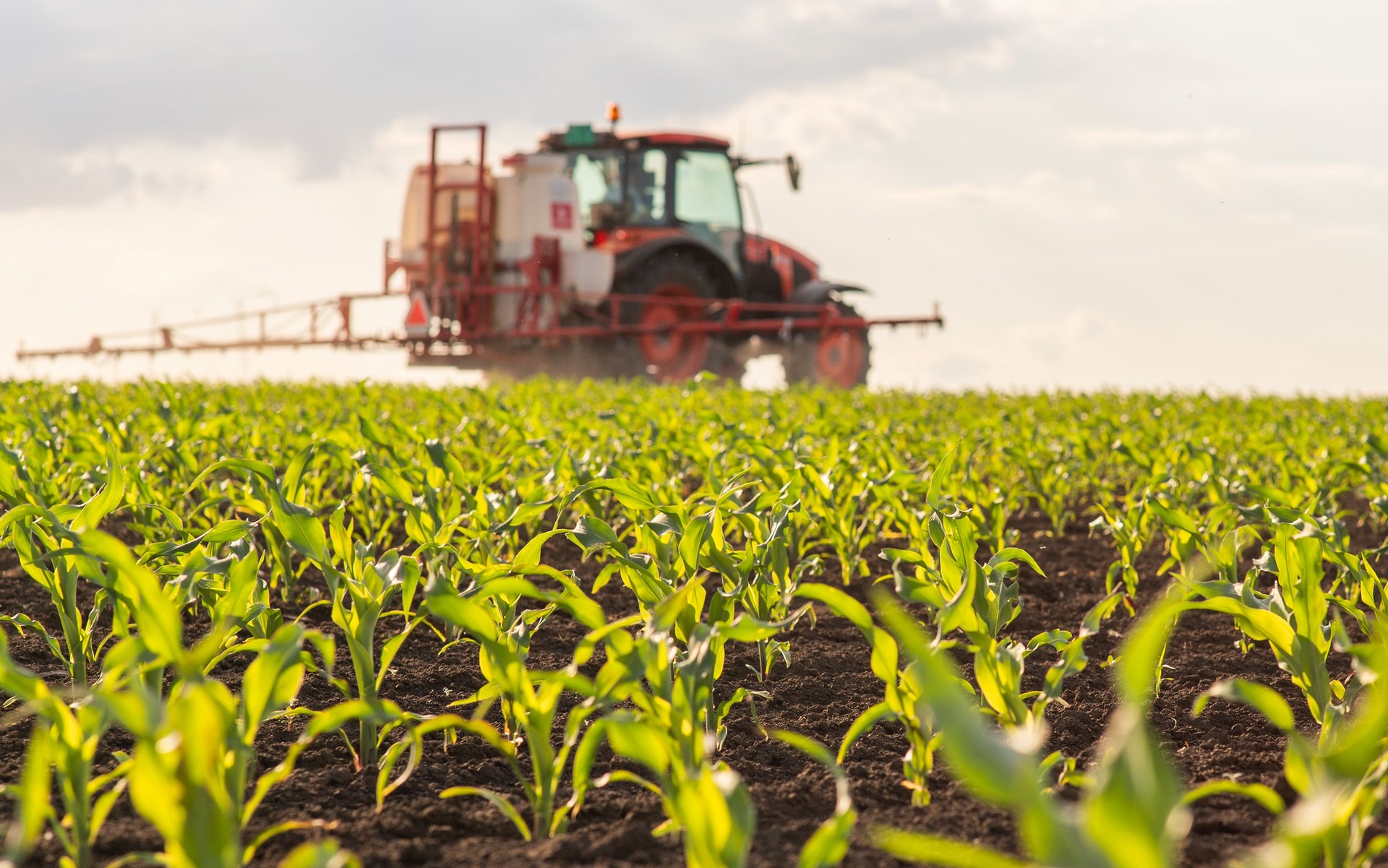 Tractor spraying corn field in sunset